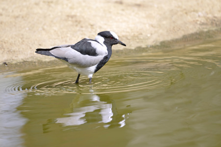 Blacksmith lapwing (Vanellus armatus) in waterの写真素材
