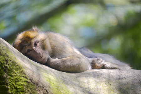 Barbary macaque or barbary ape gold magot (Macaca sylvanus) lyingの写真素材