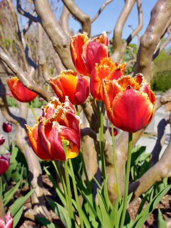 Closeup red tulips (Tulipa) among trunks treeの写真素材