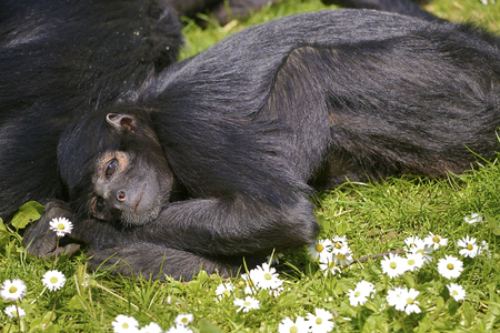 Black-headed spider monkey (Ateles fusciceps) lying on the grassの写真素材