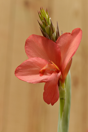 Closeup red canna flower, commonly known as Indian shotの写真素材