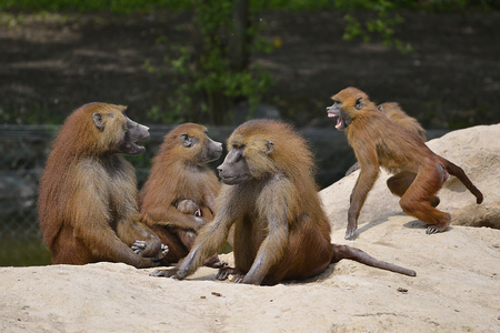 Group baboons (Papio) on the groundの写真素材