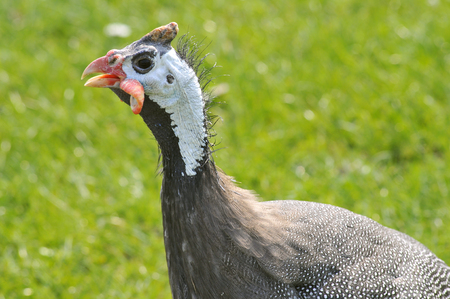Profile portrait of Helmeted Guineafowl (Numida meleagris)の写真素材