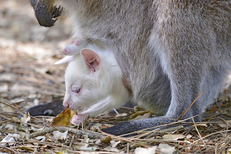 Closeup albino joey Red-necked wallaby of Bennett (Macropus rufogriseus) in the pocketの写真素材