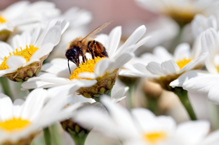 Macro of honey bee (Apis) feeding on white anthemis