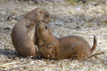 Closeup two profile Black-tailed Prairie Dogs (Cynomys ludovicianus)の写真素材