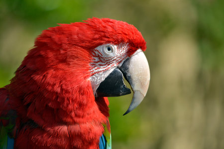 Profile portrait green-winged macaw (Ara chloroptera or chloropterus)