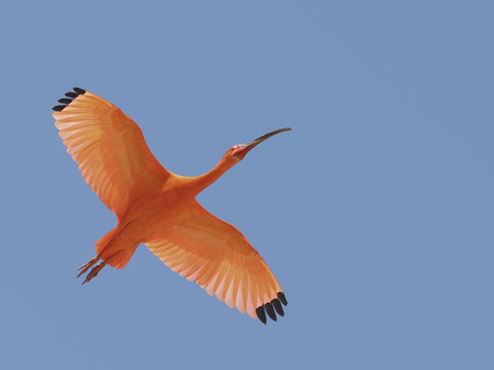 Scarlet ibis (Eudocimus ruber) from the sky backgroundの写真素材