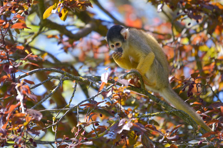 Black-capped squirrel monkey (Saimiri boliviensis) on treeの写真素材