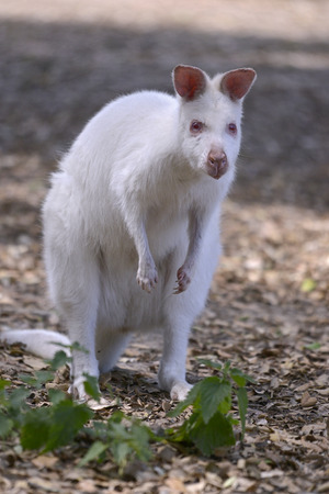 Albino Red-walled wallaby of Bennett (Macropus rufogriseus) seen from frontの写真素材