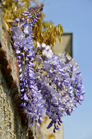 Closeup of blue Wisteria sinensis on blue sky backgroundの写真素材