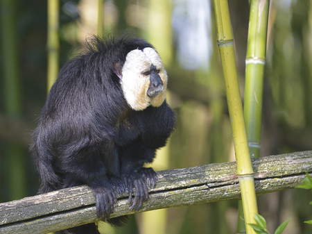 Male white-faced saki (Pithecia pithecia), called the guianan saki and the golden-faced saki, on branch among bambooの写真素材