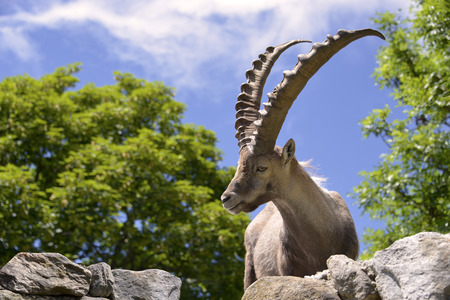 Closeup male Alpine ibex (Capra ibex) in the mountains of the Alps from around Chamonix-Mont-Blanc in Franceの写真素材