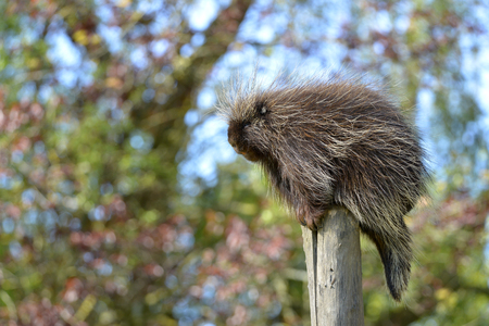 The North American porcupine (Erethizon dorsatum), also known as the Canadian porcupine or common porcupine, perched on stakeの写真素材