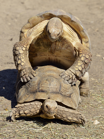 Mating of African Spurred Tortoises or sulcata tortoises (Centrochelys sulcata) seen from frontの写真素材