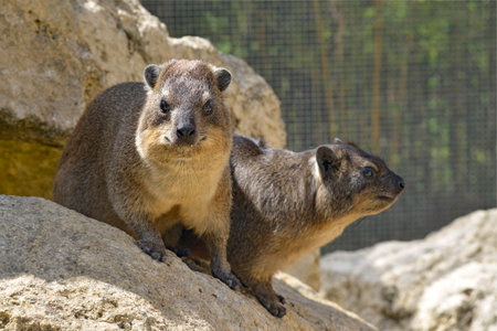 Two rock hyrax (Procavia capensis) also called dassies on stone