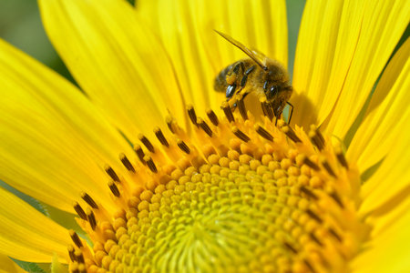 Macro of honey bee (Apis) feeding on sunflower
