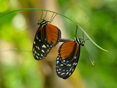 Mating Tiger Longwing (Heliconius hecale) on grass and seen from profile