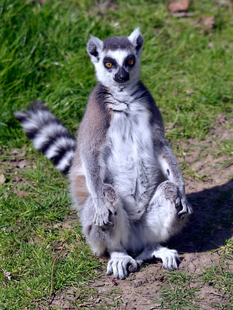 Ring-tailed lemur (Lemur catta) seen from front and seated on grass