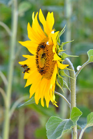 Closeup sunflower (Helianthus annuus) and honey bees feeding