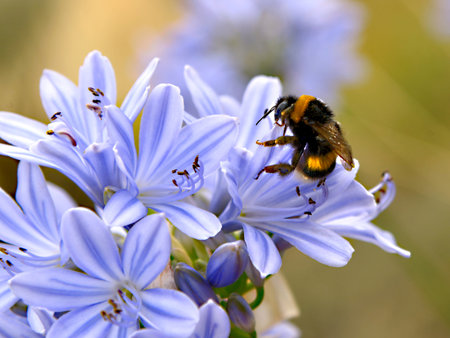 Macro orange and black bumblebee (Bombus terrestris) feeding on lily of the Nile (Agapanthus)