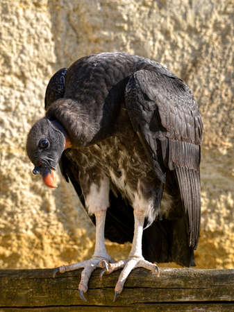 Closeup of juvenile King vulture (Sarcoramphus papa), viewed from front, perched on wood postの写真素材