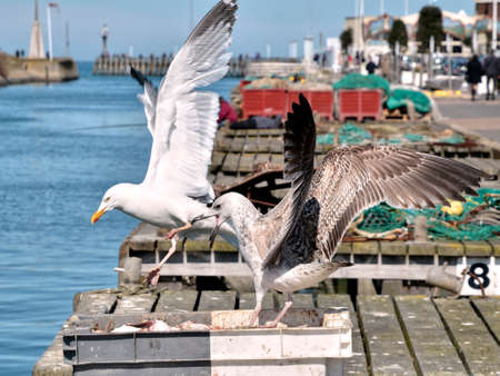 Closeup herring gulls (Larus argentatus) in the fishing box with scallops and including gulls with outstretched wingsの写真素材