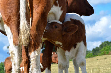Closeup of brown and white calf suckling, department of the Sarthe in Franceの写真素材