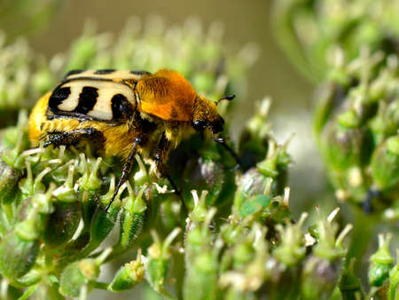 Macro bee beetle (Trichius fasciatus) on plantの写真素材