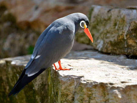 Inca tern (Larosterna inca) on rock and seen from aboveの写真素材