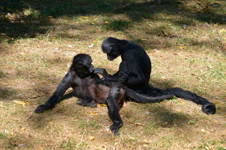 Two black-headed spider monkeys (Ateles fusciceps) lying on grass