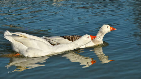 White geese (Anser anser domesticus) on waterの写真素材