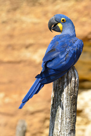 Closeup of blue Hyacinth macaw (Anodorhynchus hyacinthinus) and seen from behind