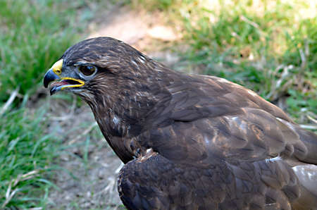 Portrait of Harris Hawk (Parabuteo unicinctus) seen from aboveの写真素材
