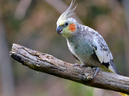 Closeup of male Cockatiel budgerigar also known as the Quarrion and the Weiro (Nymphicus...