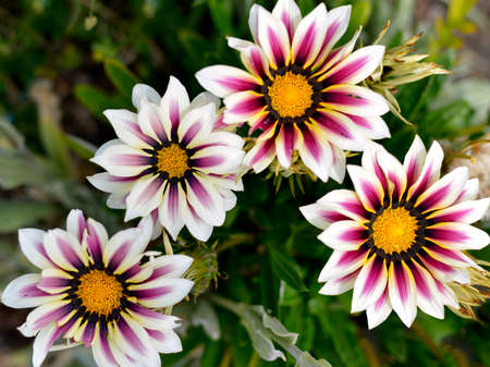 Closeup red and white Gazanias in gardenの写真素材