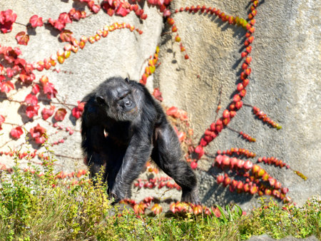 Chimpanzee (Pan troglodytes) walking on grass with a Japanese creeper (Parthenocissus) at red leaves...