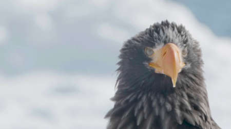 Eagle with yellow beak, close up and zoomed in, feathers and wings clearの写真素材