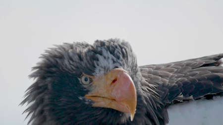 Eagle with yellow beak, close up and zoomed in, feathers and wings clearの写真素材