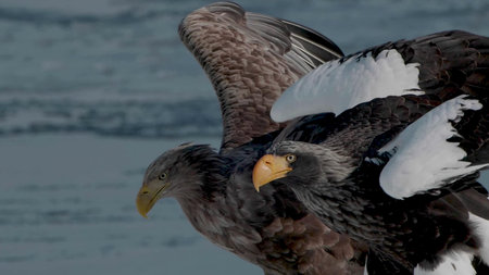 Eagle with yellow beak, close up and zoomed in, feathers and wings clear