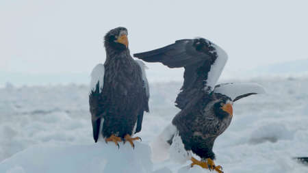 Eagle with yellow beak, close up and zoomed in, feathers and wings clearの写真素材