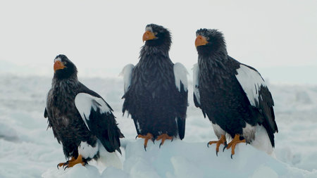 Eagle with yellow beak, close up and zoomed in, feathers and wings clear