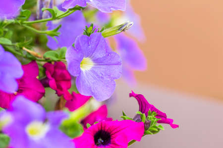 beautiful flower in bloom timeの写真素材