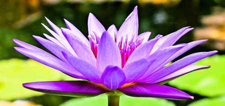 floating flower on pond of waterの写真素材