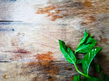 healthy natural herbs and spicesの写真素材