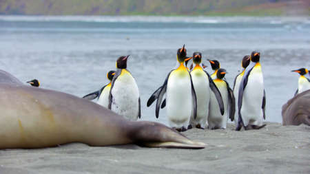 pole wildlife area group of penguins in the natureの写真素材