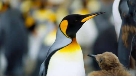 a beautiful adorable penguin bird cuteの写真素材