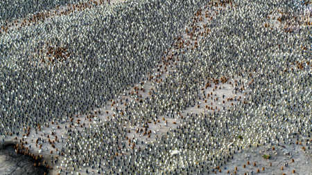 pole wildlife area group of penguins in the natureの写真素材