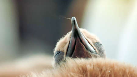 a beautiful little  penguin portraitの写真素材