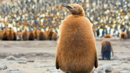 pole wildlife area group of penguins in the natureの写真素材